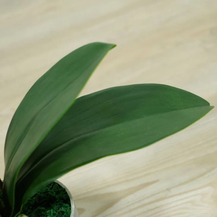 2 Stems Silk Fake Orchids Real Touch Flowers