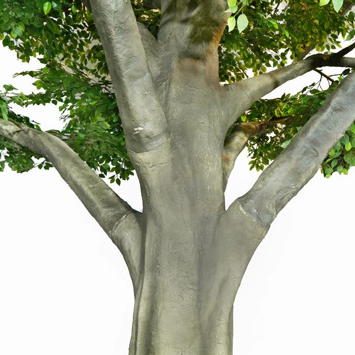 5m Tall Decorative Ficus Tree Outdoor